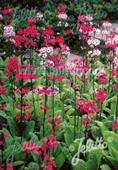 Primula japonica Deluxe Mixture